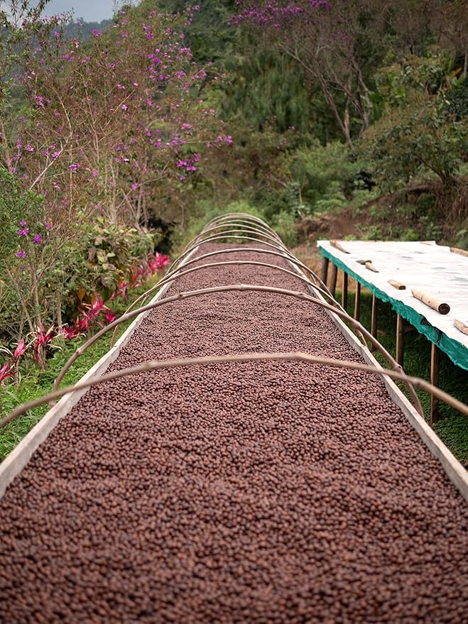 Premium Peru Unroasted Specialty Green Coffee Beans - Single Origin 100% Arabica - Bulk Wholesale Pricing (33 Pound Bag /15kg)
