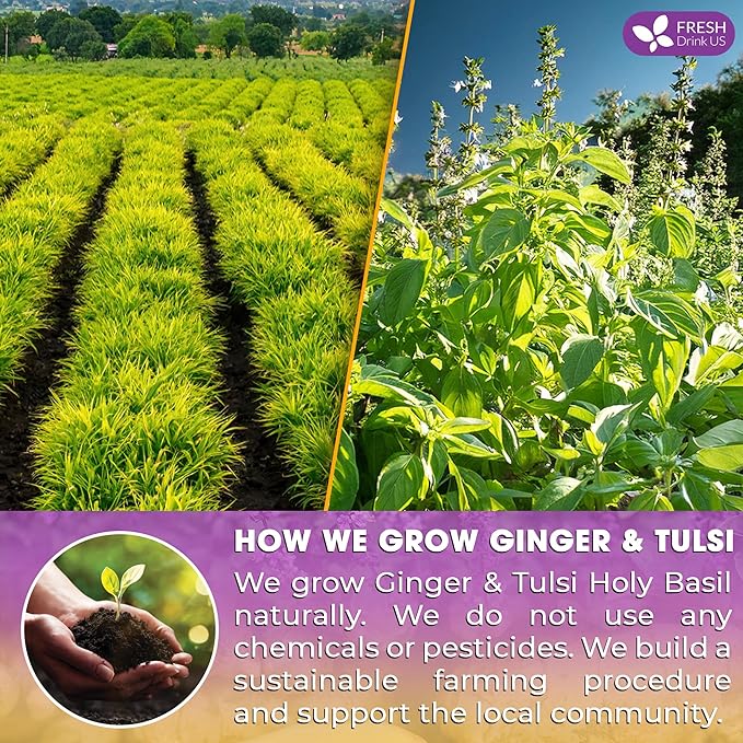 FreshDrinkUS, Premium 35 Ginger Tulsi Tea Bags, 100% Natural, Hand-made Blend of Ginger and Tulsi Holy Basil Leaves, Eco-conscious Tea Bags. Herbal Tea. No Sugar, No Caffeine, Vegan.