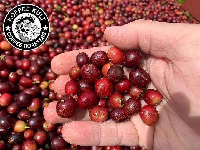 Koffee Kult Thunder Bolt - Whole Bean Coffee, Dark French Roast, 100% Arabica, Robust Blend, Bold Strong Artisan Flavor, 12oz Resealable Package