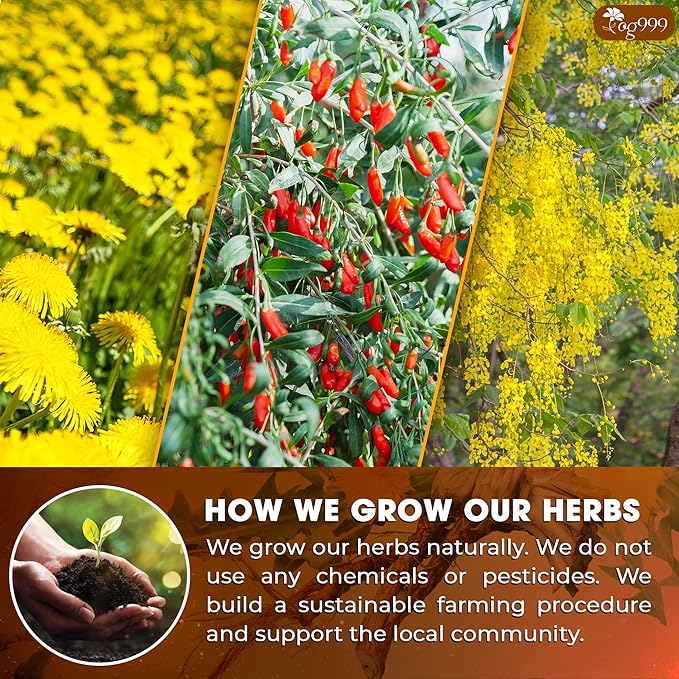 TOG999, Organic Dandelion Wolfberry Tea, 9 Herbal Ingredients, Traditional Recipe Tea for Kidney & Liver, Natural Dandelion, Wolfberry, Gardenia, Cassia Seed, Chrysanthemum, Licorice, Orange Peel (30 Bags)