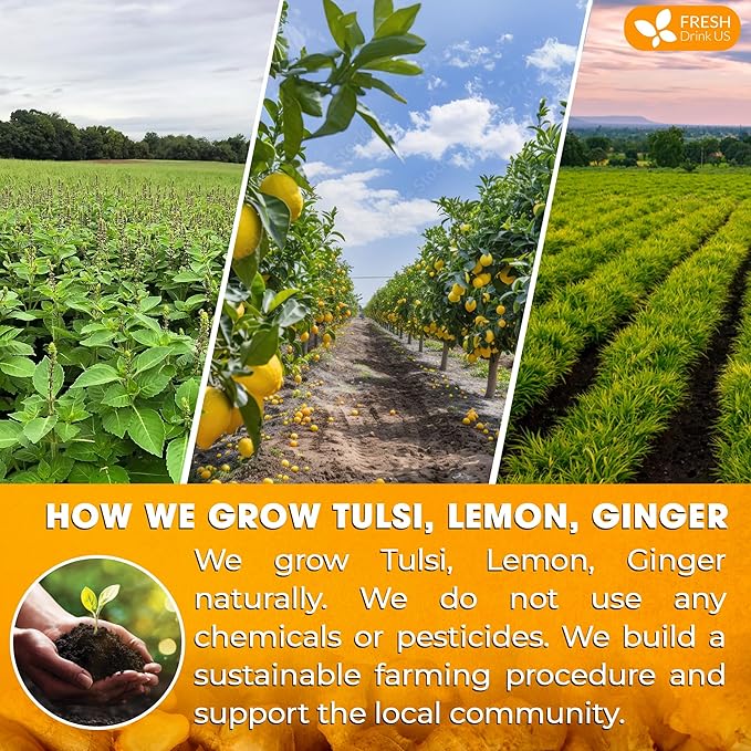FreshDrinkUS, Premium 75 Tulsi Lemon Ginger Tea Bags, 100% Natural & Pure from Tulsi Holy Basil Leaves, Lemon and Ginger. Made with Natural Material Tea Bags. No Sugar, No Caffeine, Vegan.