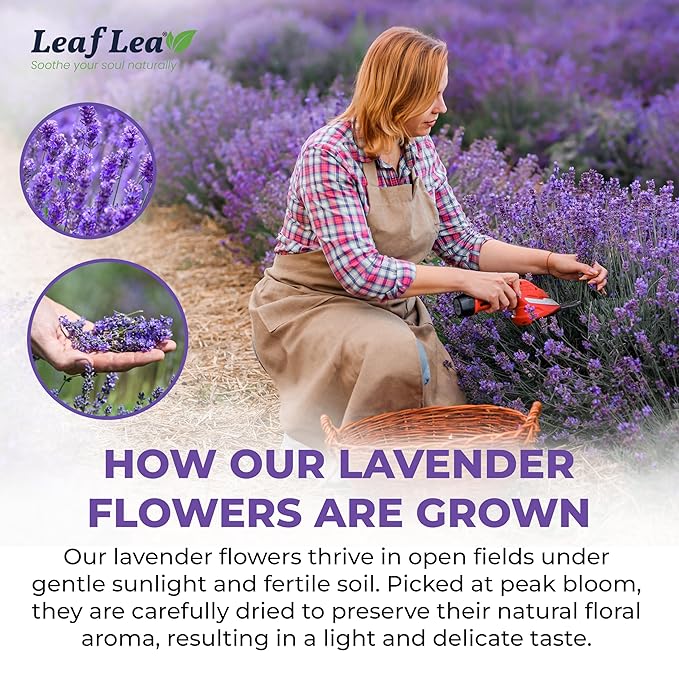 LeafLea 80 Premium Lavender Tea Bags, 100% Natural & Pure from Lavender Flowers, Nighttime Comfort & Digestive Support, Floral Aroma and Smooth Taste, Caffeine-Free, Sugar-Free, Individually Wrapped