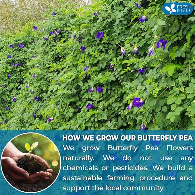 FreshDrinkUS, Premium 35 Butterfly Pea Tea Bags, 100% Natural and Pure from Butterfly Pea Flowers, Hand-made, Made With Natural Materials-Corn Fiber Tea Bag, Sugar/Caffeine/Gluten Free, Vegan